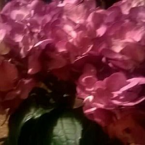 Meet your Posher, Elsa