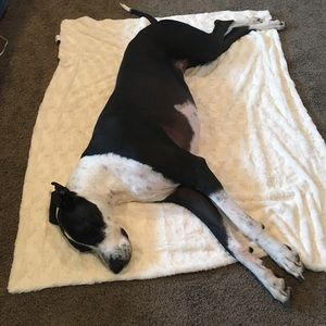Great Dane!! Not for sale but cute!