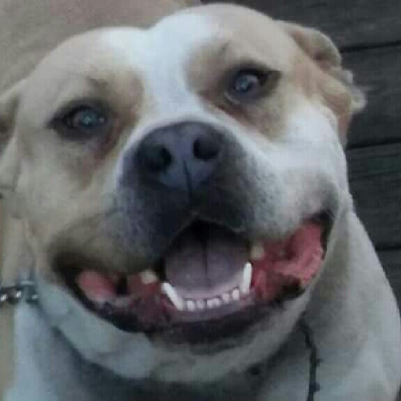 Meet your Posher, Bobbie jo - Picture 3 of 3