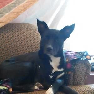 Meet your Posher, Dusty