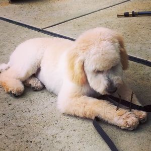 Meet your Posher, Sonia