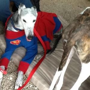 Meet your Posher, Nancy