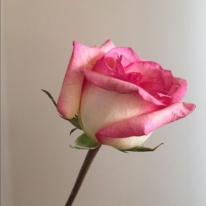 Meet your Posher, Roula