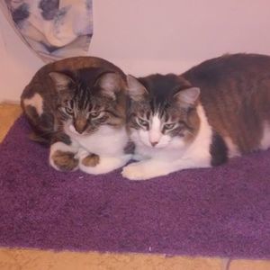 Meet your Posher, Shay