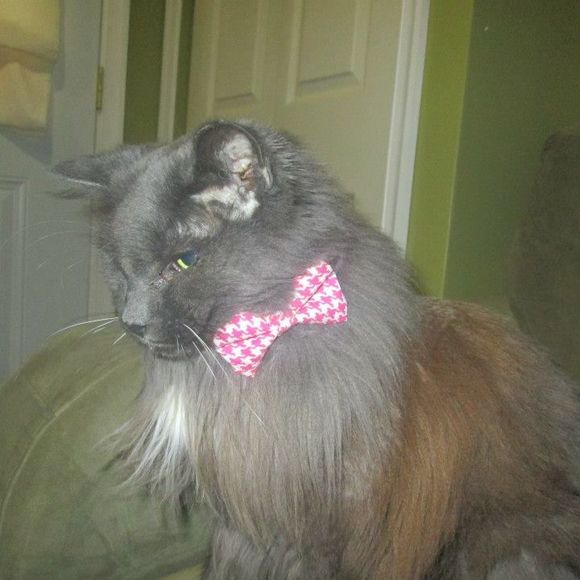 Meet your Posher, Chrissy