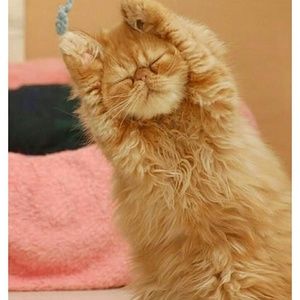 Meet your Posher, Yessenia