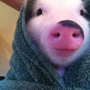 Meet your Posher, Jessie