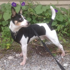 Meet your Posher, Rachael