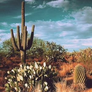 Meet your Posher, Alli