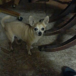 Meet your Posher, Grams