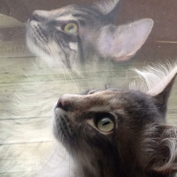 Meet your Buyer &Seller with my little Princess 😻 - Picture 8 of 8