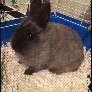 Meet your Posher, Rae