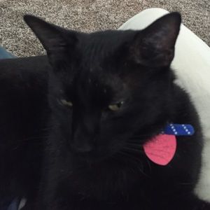 Meet your Posher, Shannon