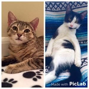 Meet your Posher, Carolina