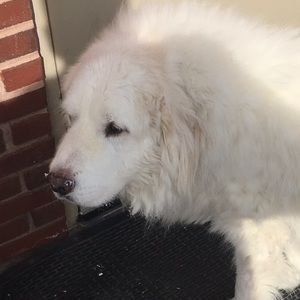 Meet your Posher, Ken