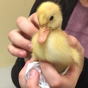 Meet your Posher, Brodgid