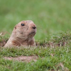 Meet your Posher, Keefe