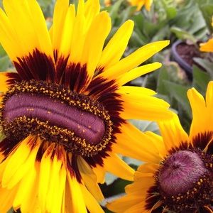 Meet your Posher, Sierra