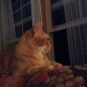 Meet your Posher, Alice