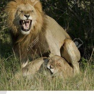 Meet your Posher, Arrmoni