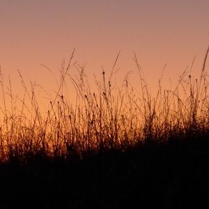 Meet your Posher, Tony