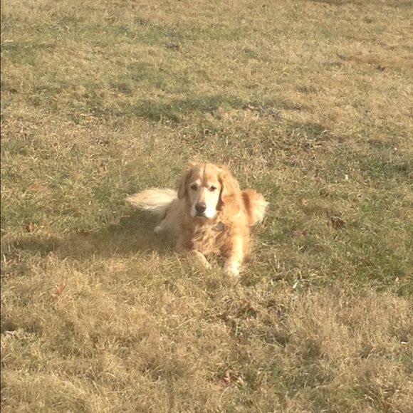 Meet your Posher, Miranda - Picture 1 of 1