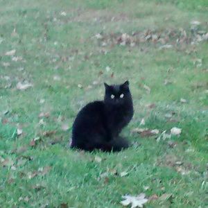 Meet your Posher, Scottie