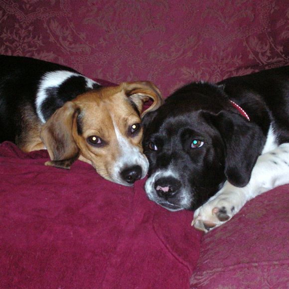 Meet your Posher, Noel - Picture 1 of 1