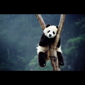 Meet your Posher, Darlene