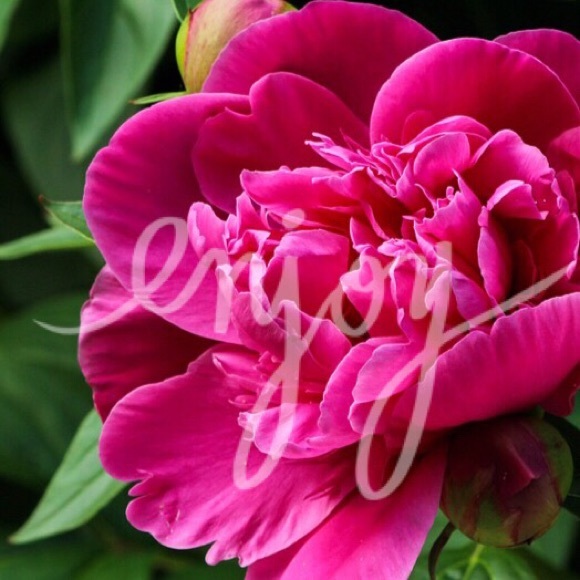 Coach Handbags - ❤️bag for louleeboo