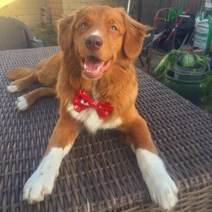 Meet your Posher, Heidi