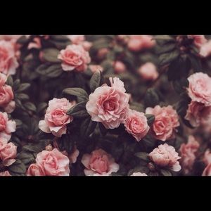 Meet your Posher, Han