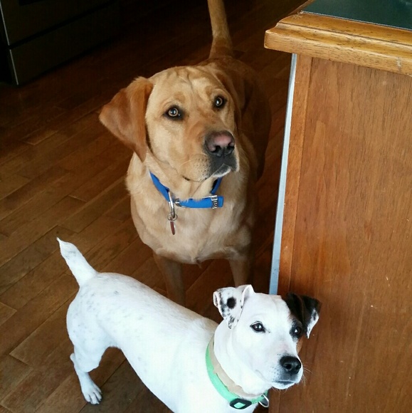 Meet the Posher 😍 - Picture 3 of 7