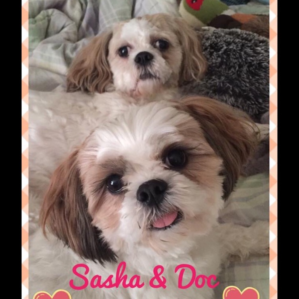 Meet your Posher, Patricia - Picture 2 of 4