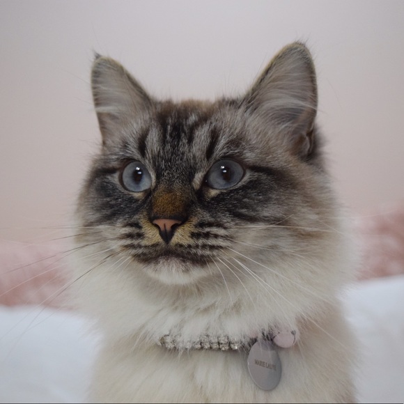 Meet your Posher, Renee - Picture 5 of 5