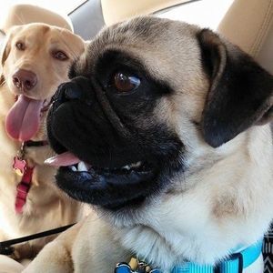 Meet your Posher, Tyler