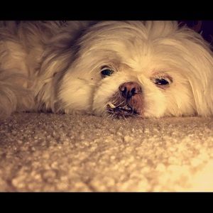 Meet your Posher, Audrey