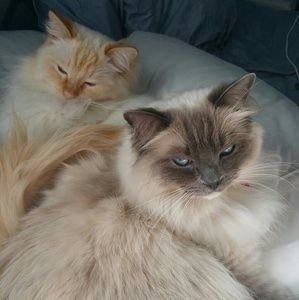 Meet your Posher, Joyce