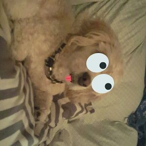 Meet your Posher, Jamie