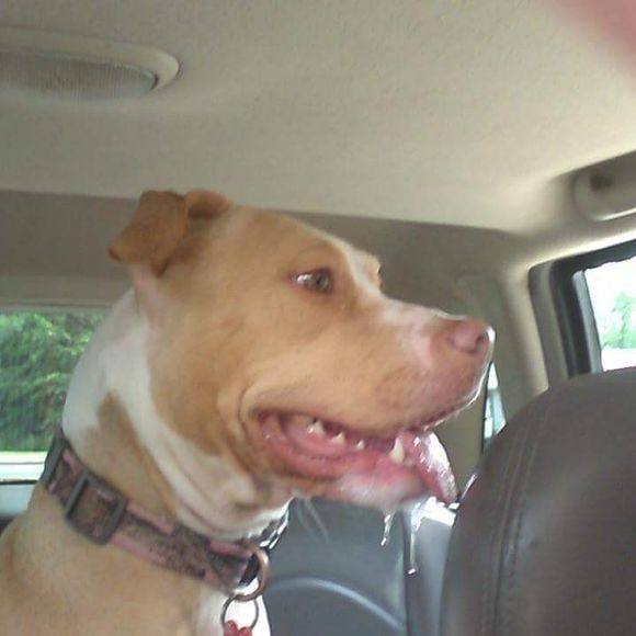 Meet your Posher, William - Picture 1 of 1