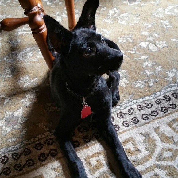 Meet your Posher, Stella - Picture 3 of 3