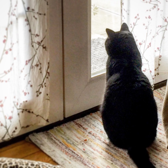 Meet your Posher, Lainey - Picture 4 of 4