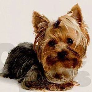 Meet your Posher, Judy