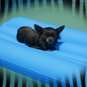 Meet your Posher, Kelley