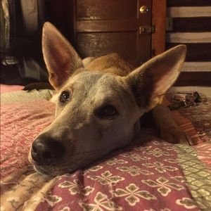 Meet your Posher, Maggie