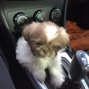 Meet your Posher, Abby