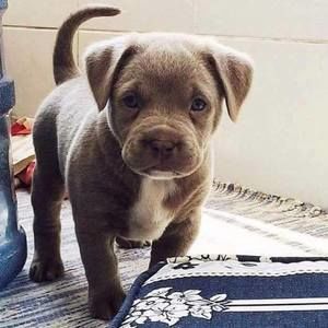 Meet your Posher, Betty