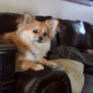 Meet your Posher, Dawn