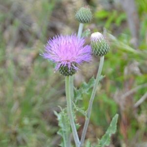 Meet your Posher, Nicky