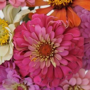 Meet your Posher, Holly